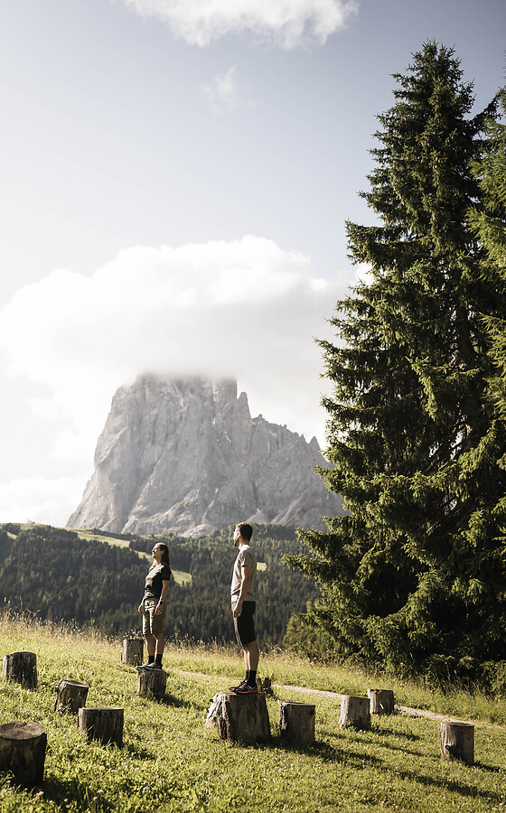Sunny mountain meadow with tree stumps, individual people and tall conifer trees in front of the striking Dolomite peaks.